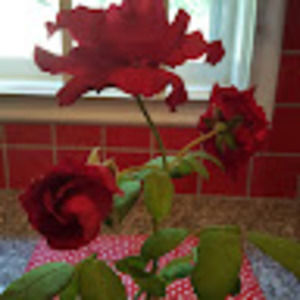 Meet your Posher, Patricia